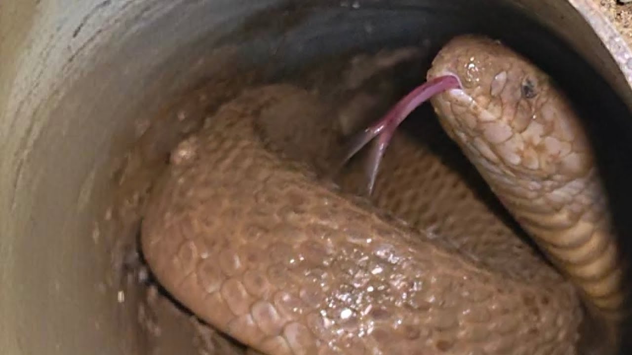 सांप रेस्क्यू किया गया जानीपुर में #kamtaul #snake #videos #viral #darbhanga #bihar #india 