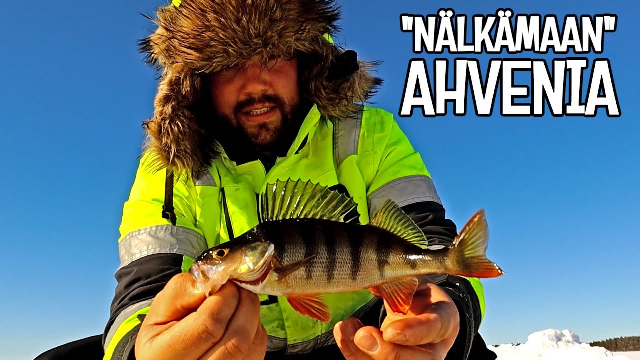 PÄIVÄ PUHOSJÄRVELLÄ - TUMMIA JA LAIHOJA AHVENIA PÄLVIPAIKALTA