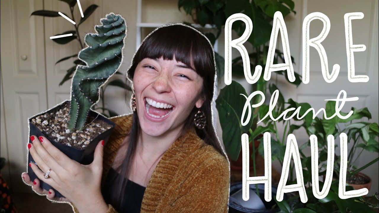 MASSIVE PLANT HAUL | PHILODENDRONS, HOYAS & MORE!