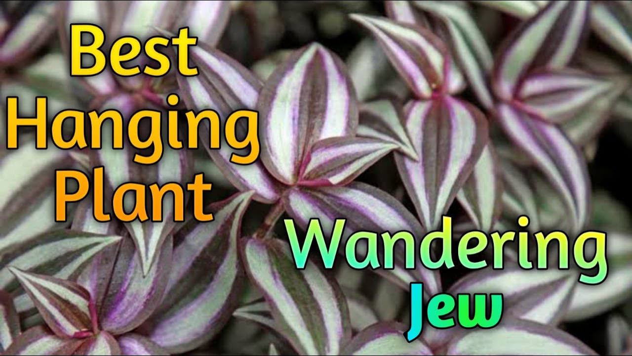 The Best Hanging Plant..Wandering Jew || GUL O GULZAR Gardening