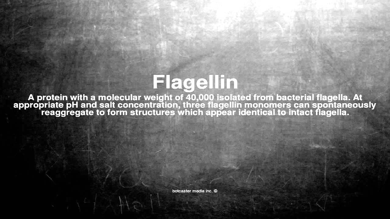 Medical vocabulary: What does Flagellin mean