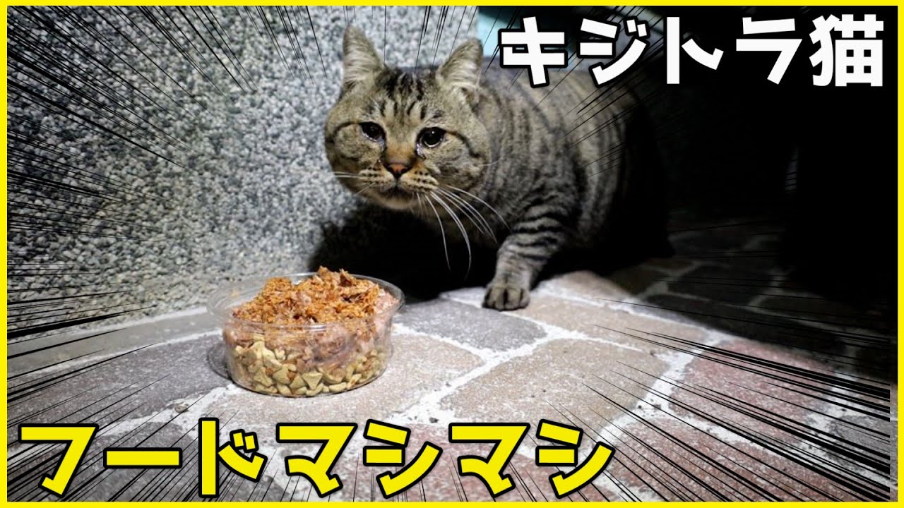 もっふもふのキジトラ猫ちゃんにフードマシマシ盛りをあげてみる
