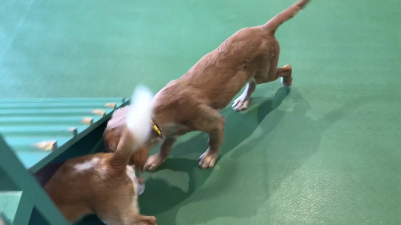 Super energetic Gatsby plays with his friend at Critterati