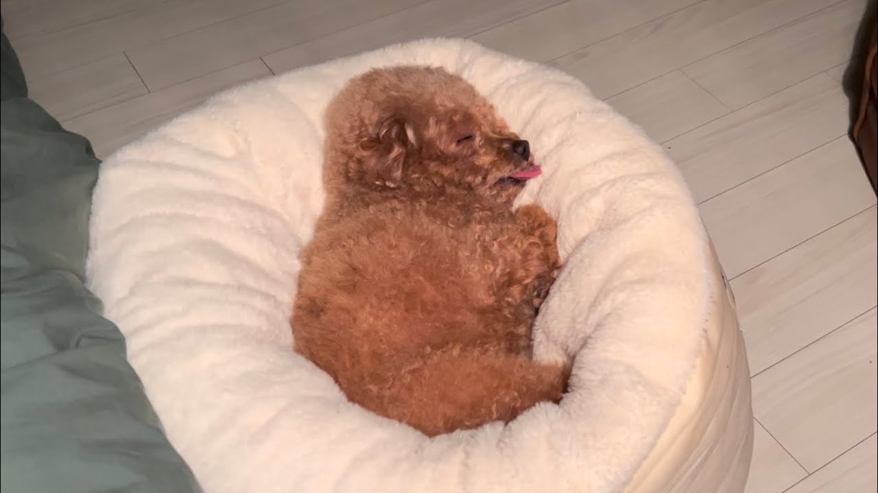 강낭콩아지