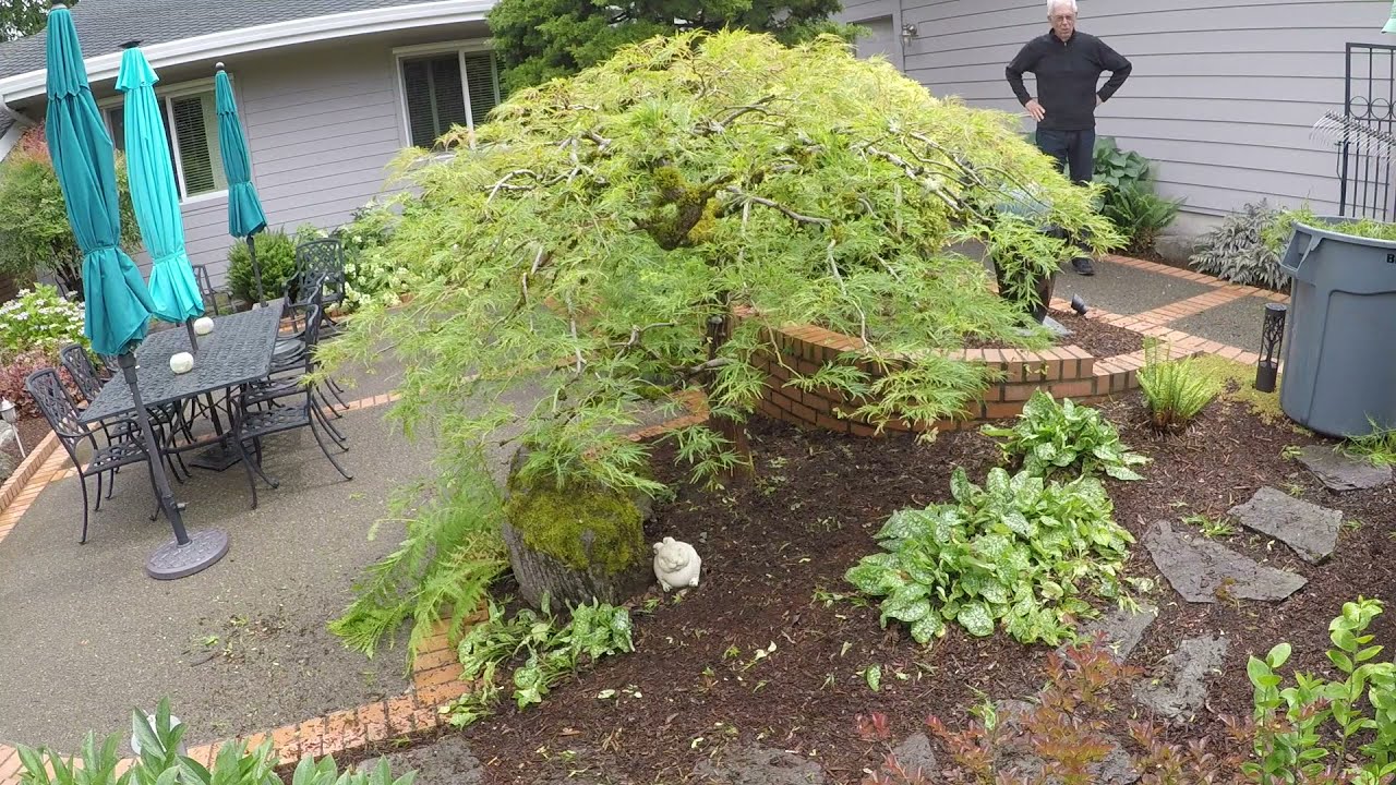 Lace Leaf Maple Pruned Japanese Niwaki Style