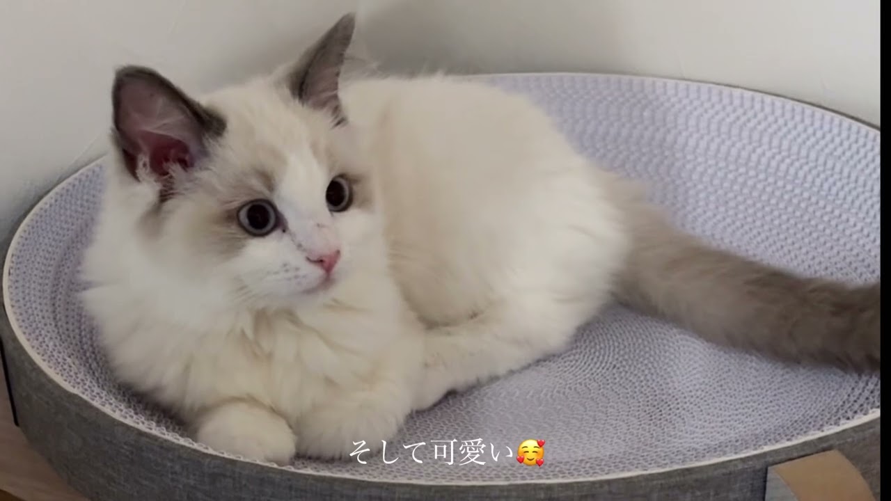 そらちゃんの爪研ぎレビュー😺