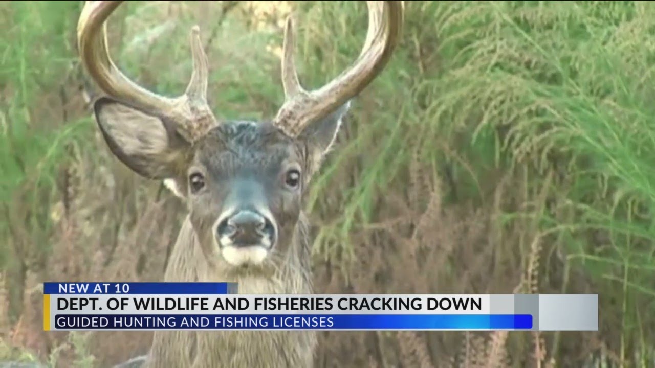 Department of Wildlife and Fisheries cracking down