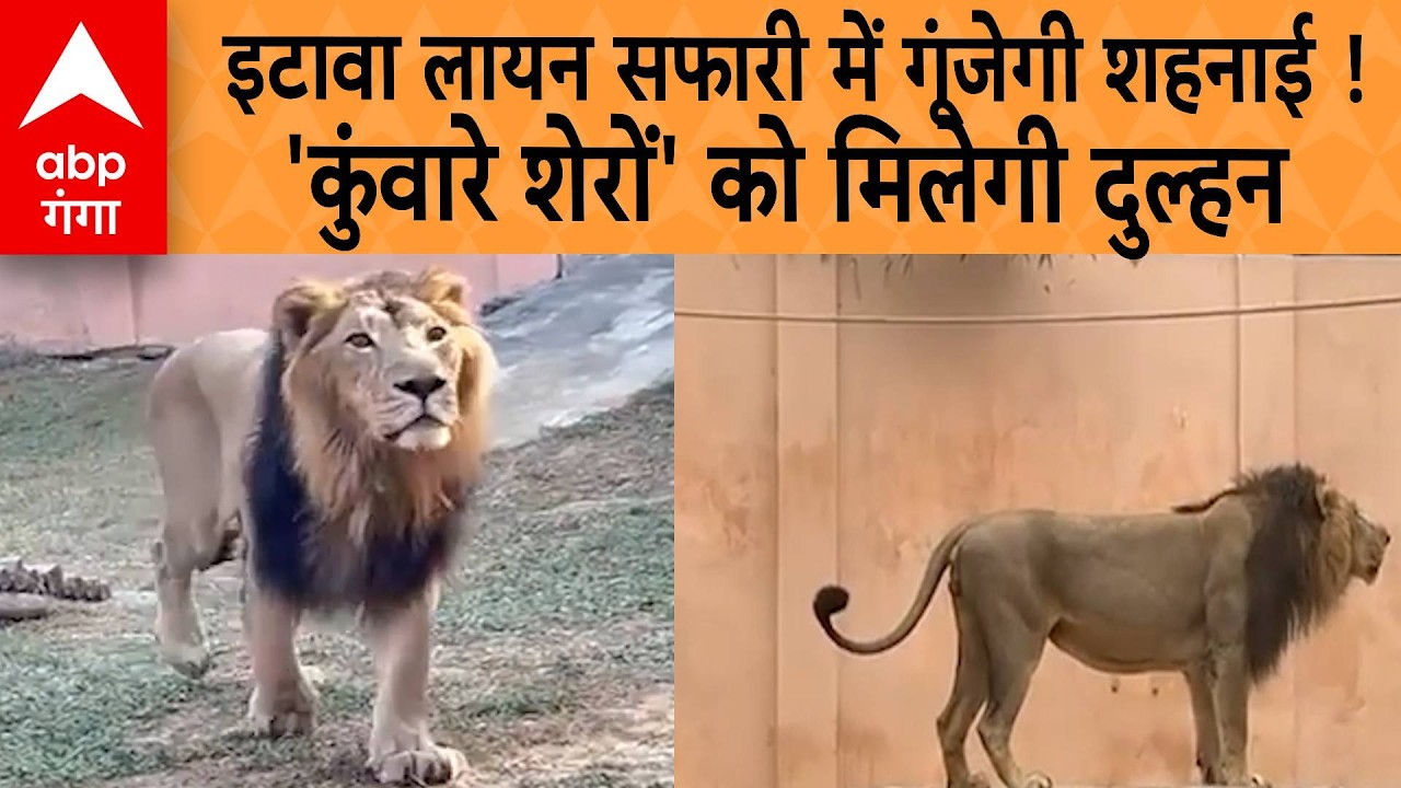 Etawah News : इटावा के शेरों को मिलेगी 'दुल्हन'! सिंबा-सुल्तान का इंतजार होगा खत्म | ABP GANGA