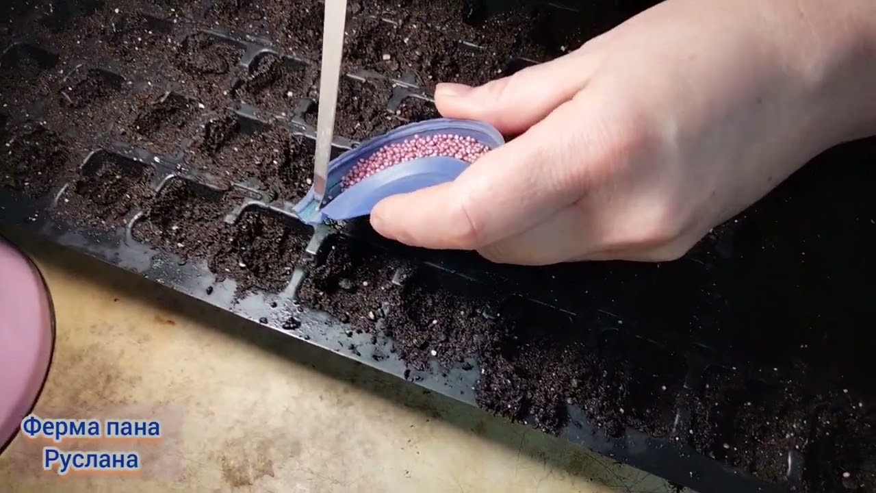 Висів насіння ранньої капусти 🥬🥬