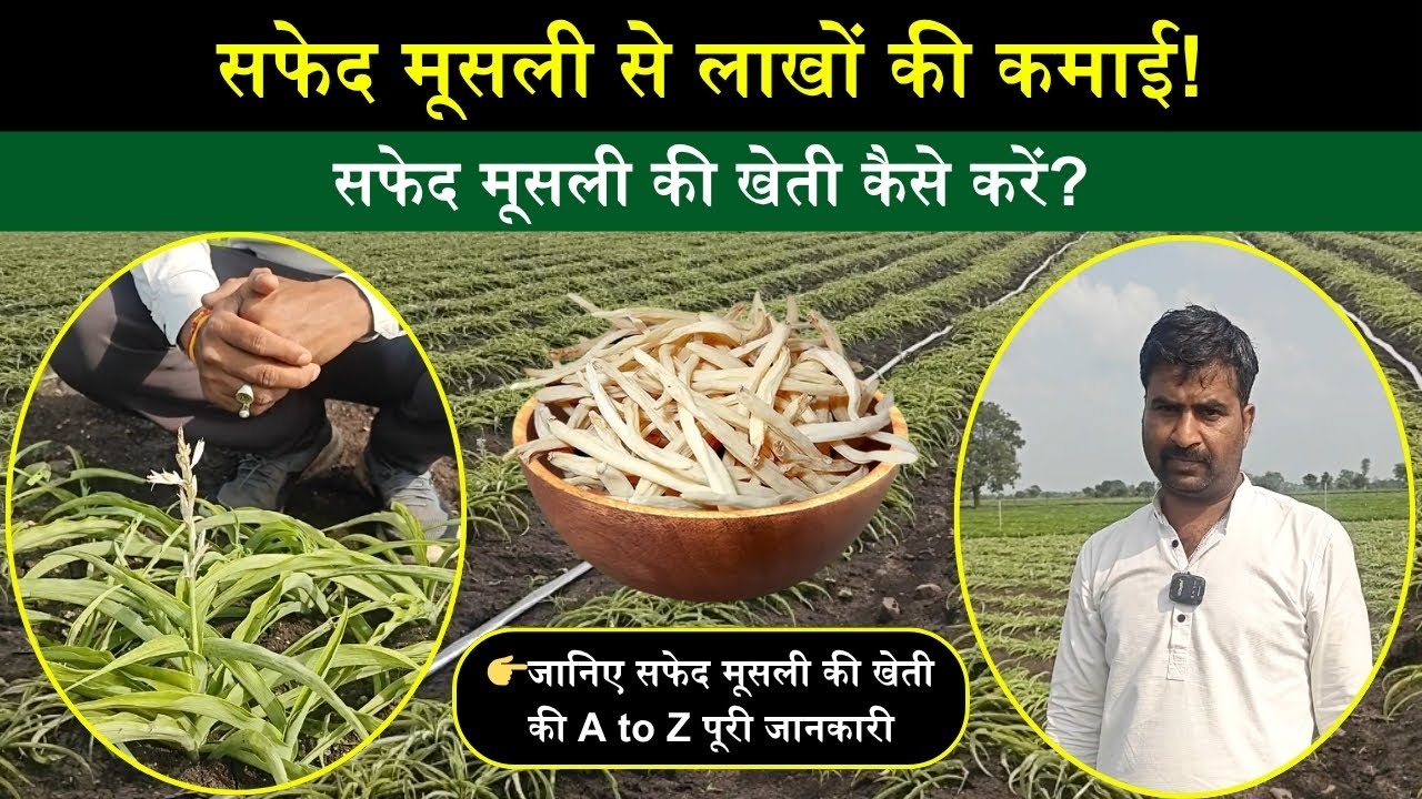 सफेद मूसली की खेती कैसे करें? | जानिए खेती की A to Z पूरी जानकारी | White Musli Farming Tips