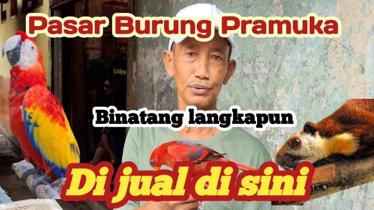 Pasar burung Pramuka terbesar di Indonesia || Hewan langkapun ada di sini
