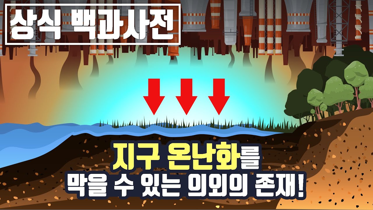 지구 온난화를 막을 수 있는 의외의 존재! 열대 우림보다도 무려 4배의 탄소를 저장할 수 있다는 OO의 정체는?! [세상의모든지식 X 화성호TV]