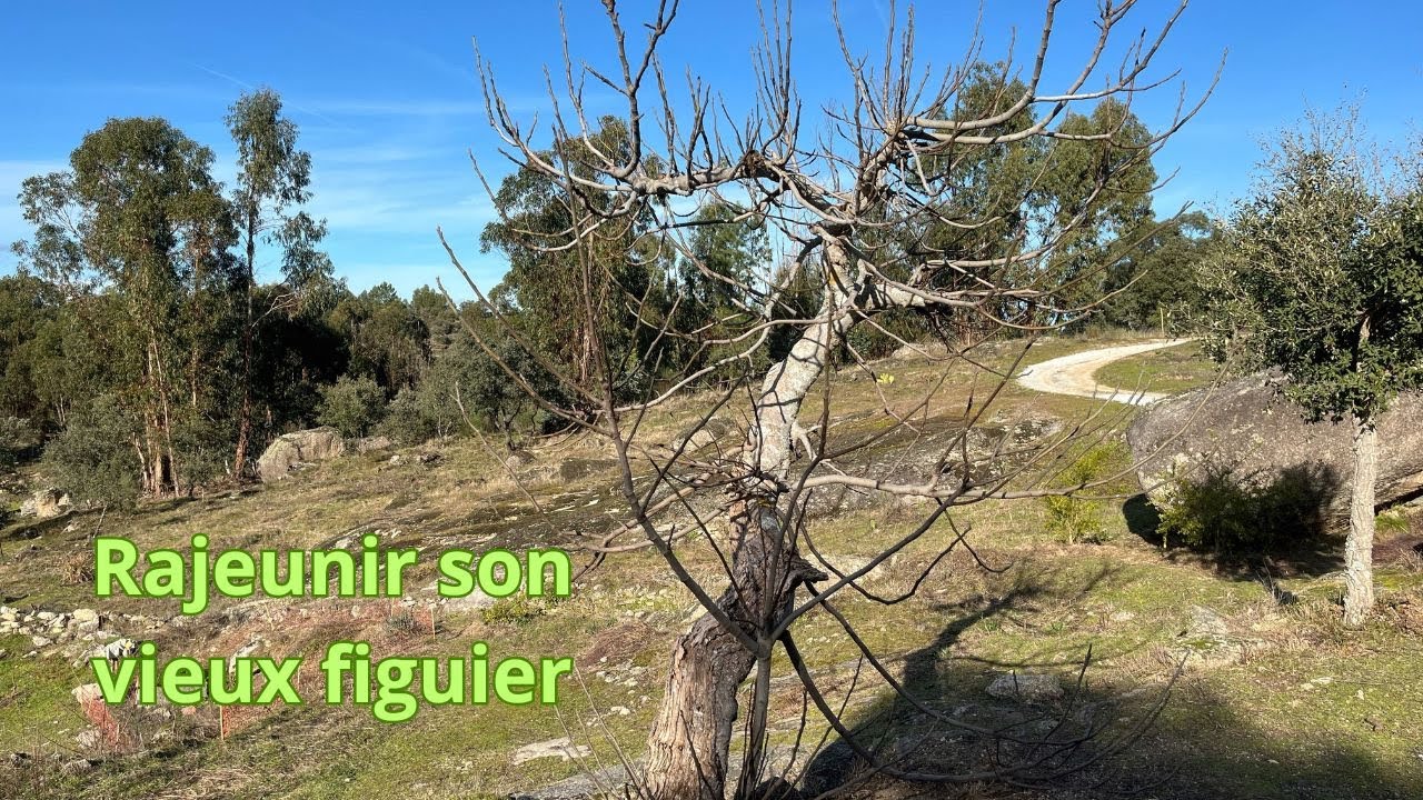 Figuier: La taille de rajeunissement