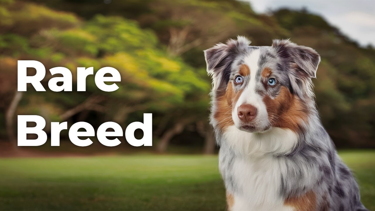 The Unusual Beauty of Red Merle Australian Shepherds