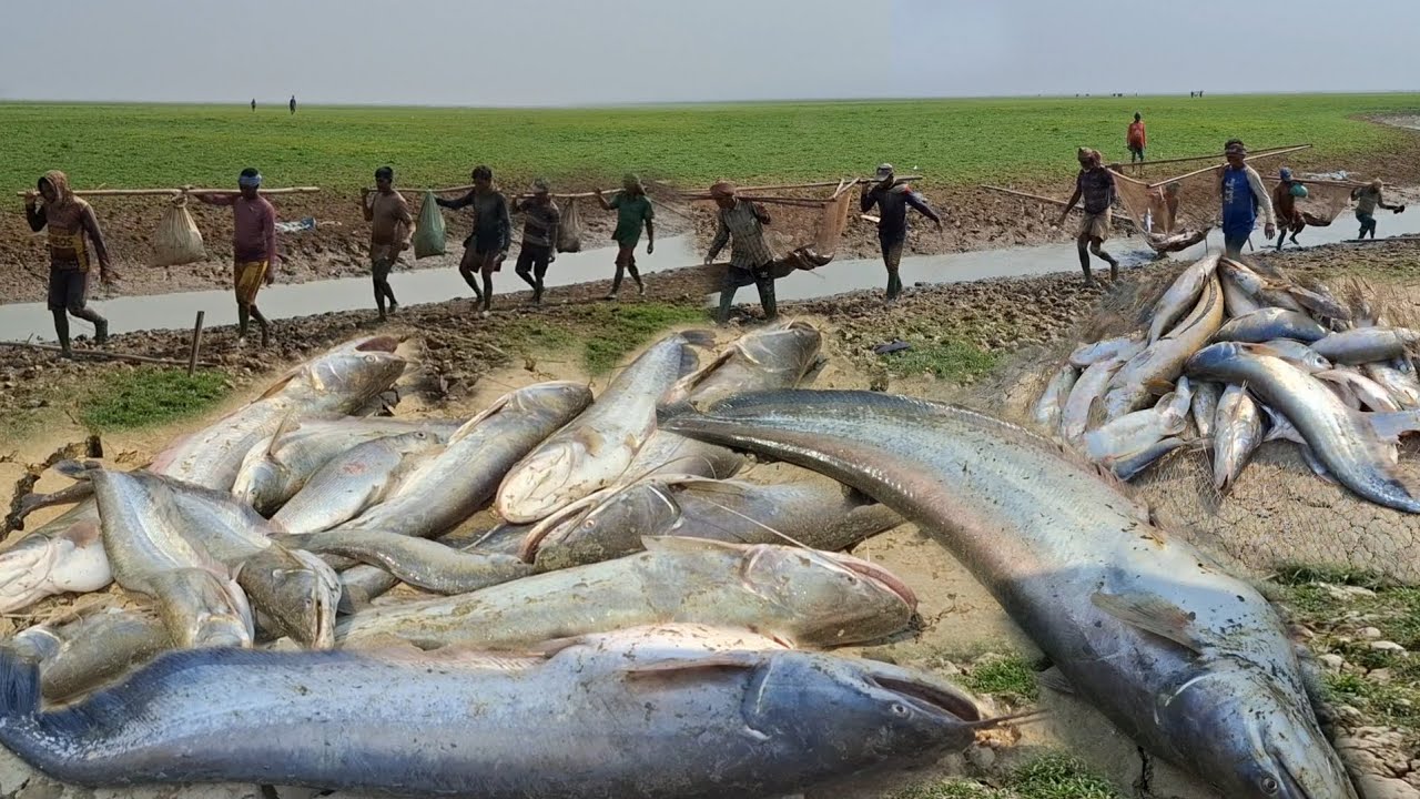 হাকালুকি হাওরের হাওখাল বিলের বড় বড় বোয়াল এবং আইর মাছ কিভাবে বিক্রয় করা হয় দেখুন।। #hakaluki TV