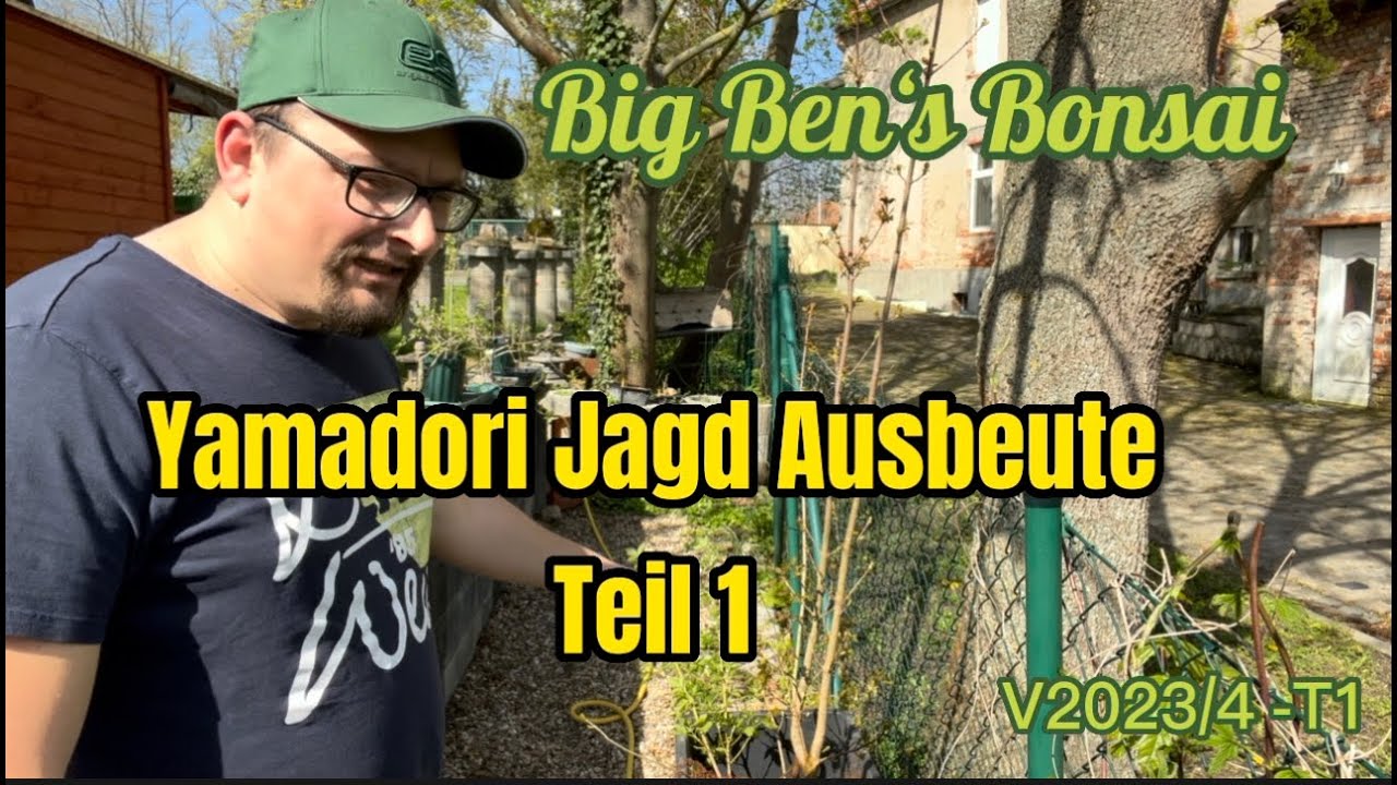 Big Ben's Bonsai V2023/4-T1 Yamadori Jagd Ausbeute Teil 1