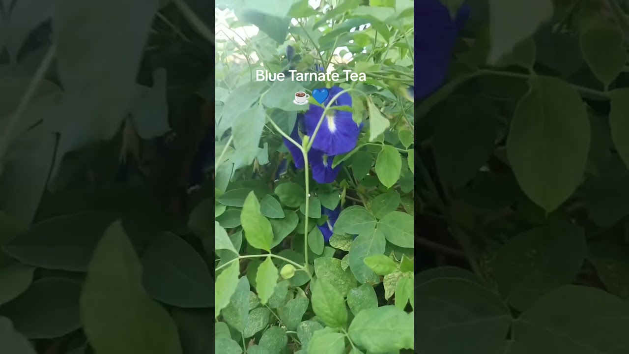 Blue Tarnate Benefits