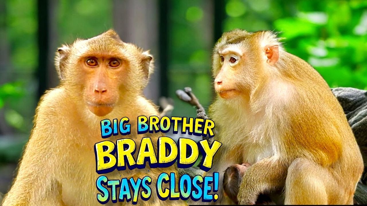 Heartwarming Monkey Family Brady Follows Mom to Protect Her and the New Baby