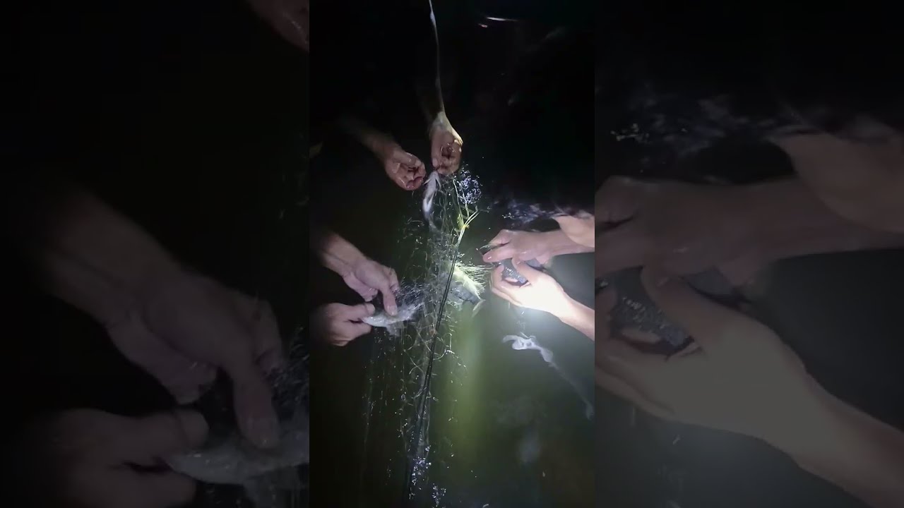 Nemu sarang ikan nila