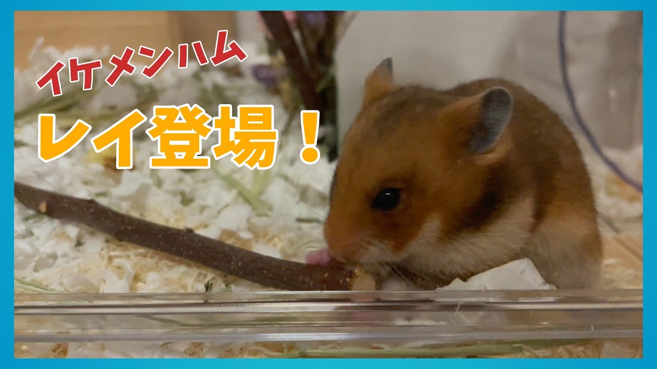 【ハムスターお迎え】サンタの兄弟｜レイ2日目の様子