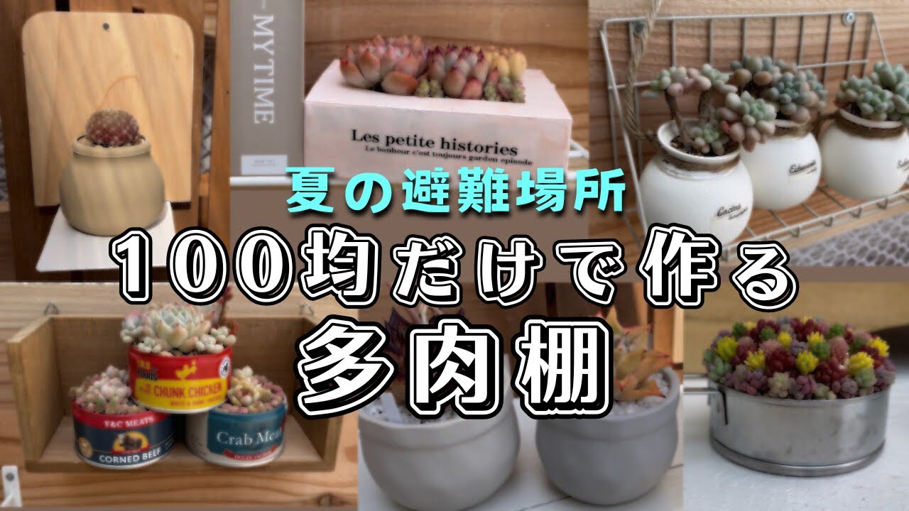 全部100均！で可愛い多肉棚が出来ました【 多肉植物 / ガーデニング 】