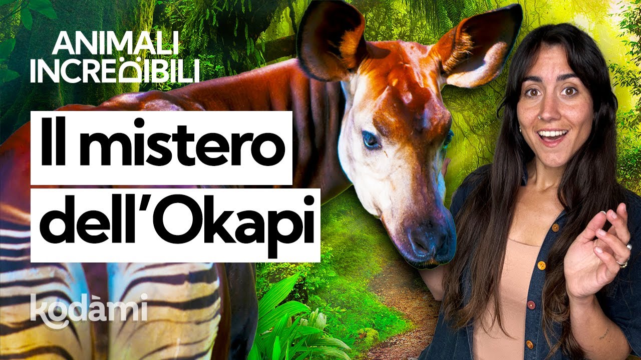 Chi è davvero l'okapi e perché questo animale sembra un mix tra giraffa e zebra