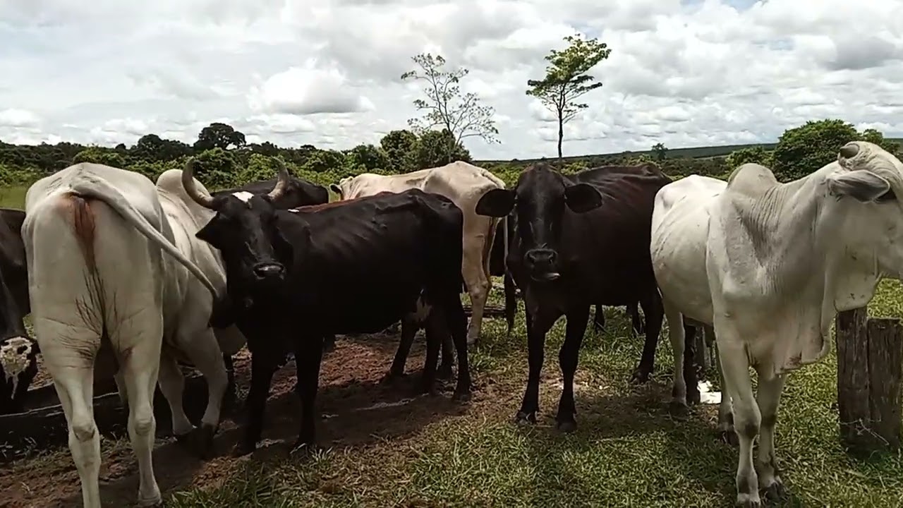 Situação do leite continua desanimadora no sudoeste de Mato Grosso. 