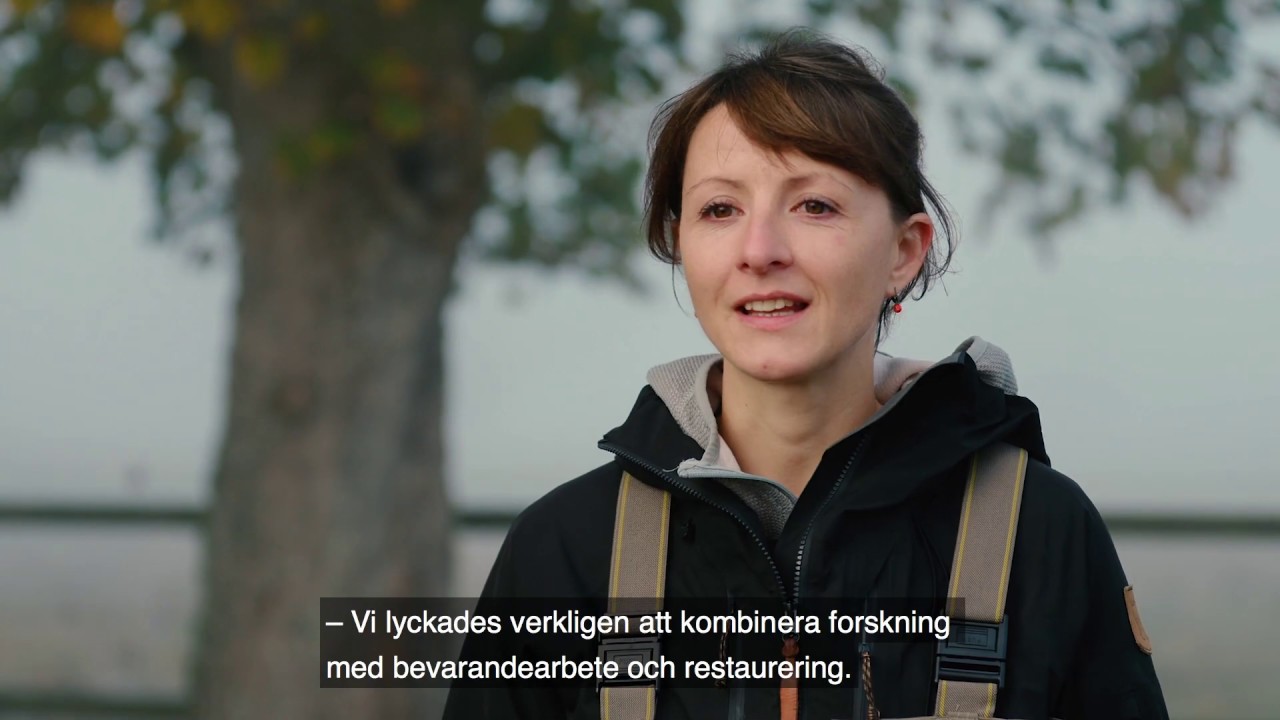 Grön infrastruktur i praktiken – Återställande av vattendrag i Klingavälsån och Fyledalen