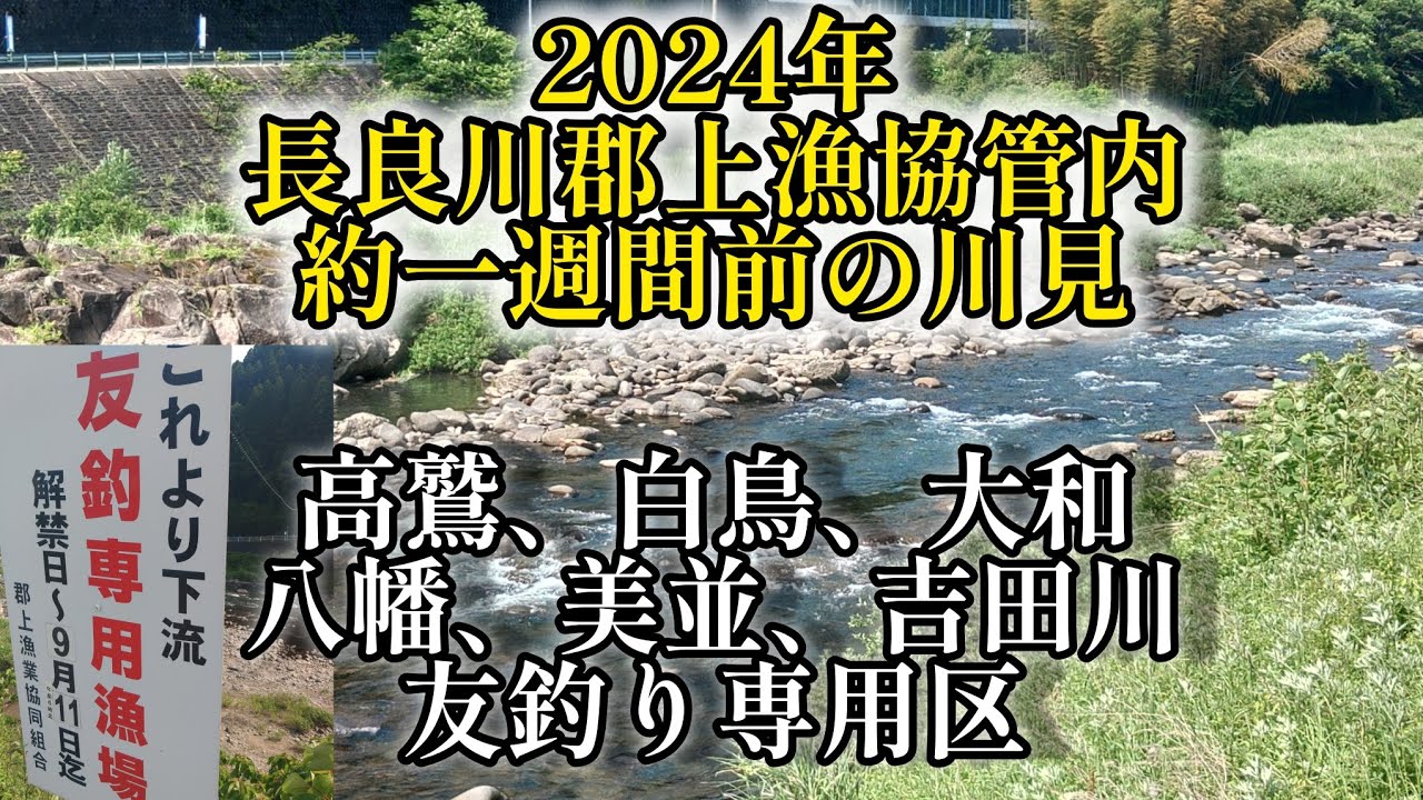 2024年長良川郡上漁協管内。約一週間前の川見‼️友釣り専用区‼️高鷲、白鳥、大和、八幡、美並、吉田川。