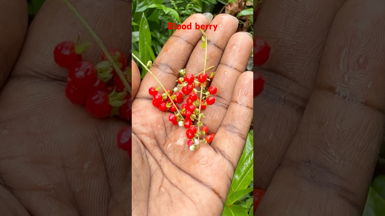 Blood 🩸 berry #plants #plantbased #plantlover#nature .#smallplants #sub #shorts #poison #dangerous
