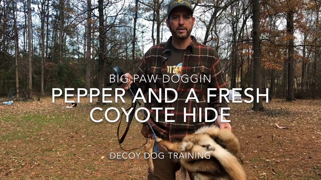 Decoy Dog Training 101