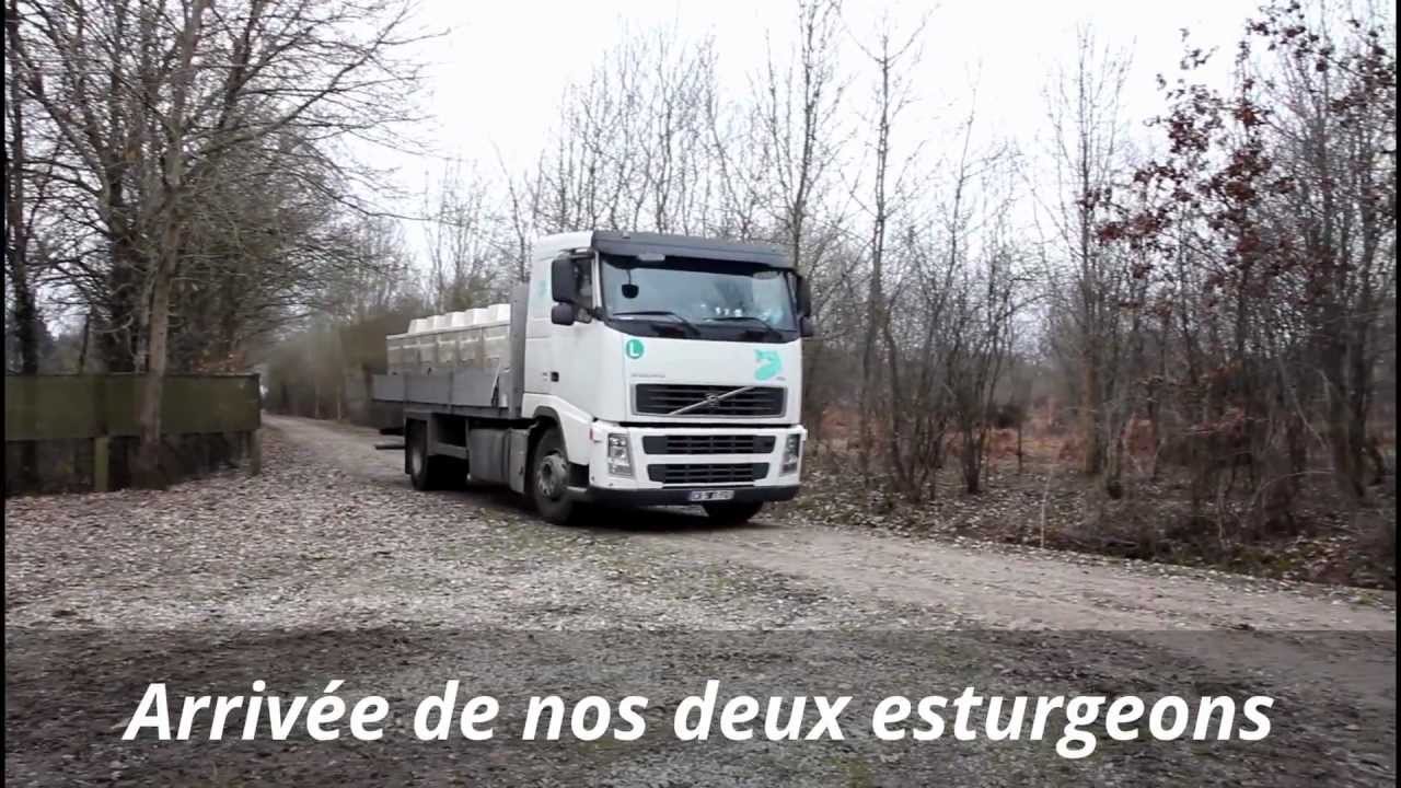 Mise &agrave; l'eau de nos esturgeons