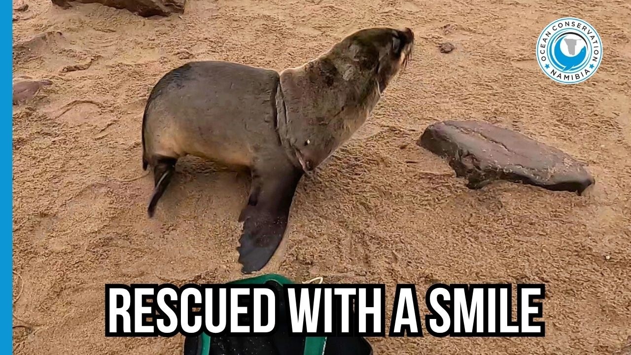 Seal Rescuer Sings While Saving a Life