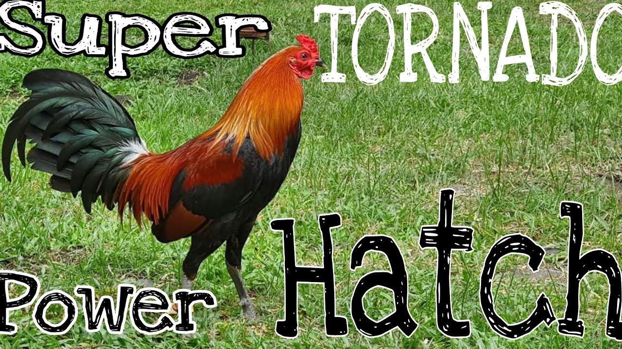 Tornado hatch gamefowl harold brown hatch @roundhead