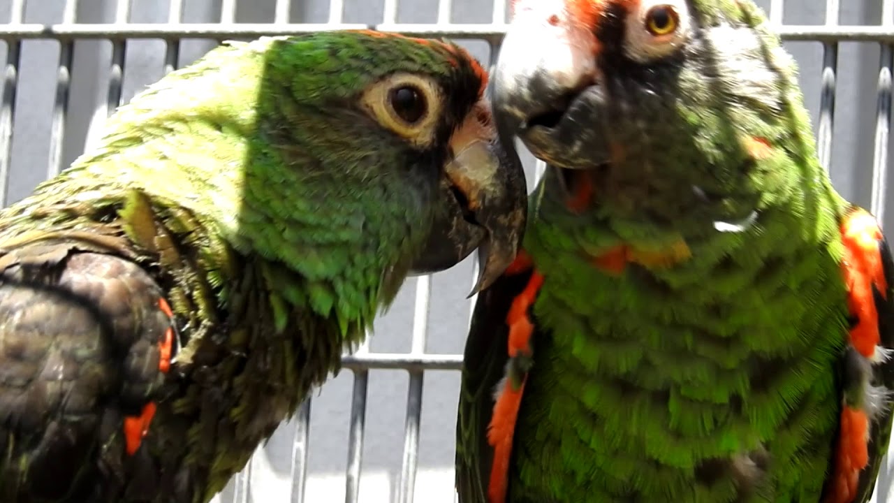 Jardines Parrots Black wing 3-4yo pair