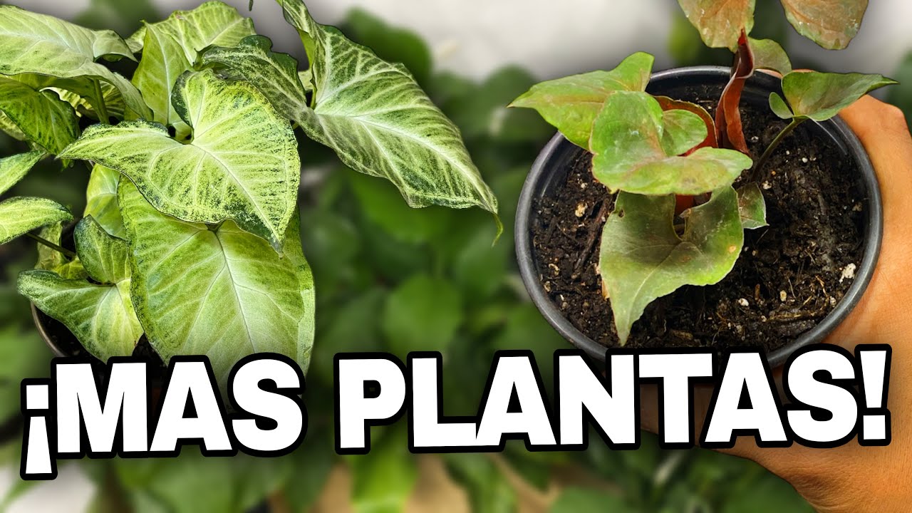 Cuánto cuesta un Singonio y cómo tener muchos sin gastar más dinero