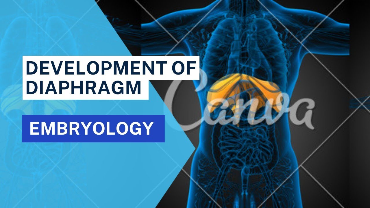 Development of diaphragm|parts|septum transversum|pleuroperitoneal membrane|mesentery of esophagus