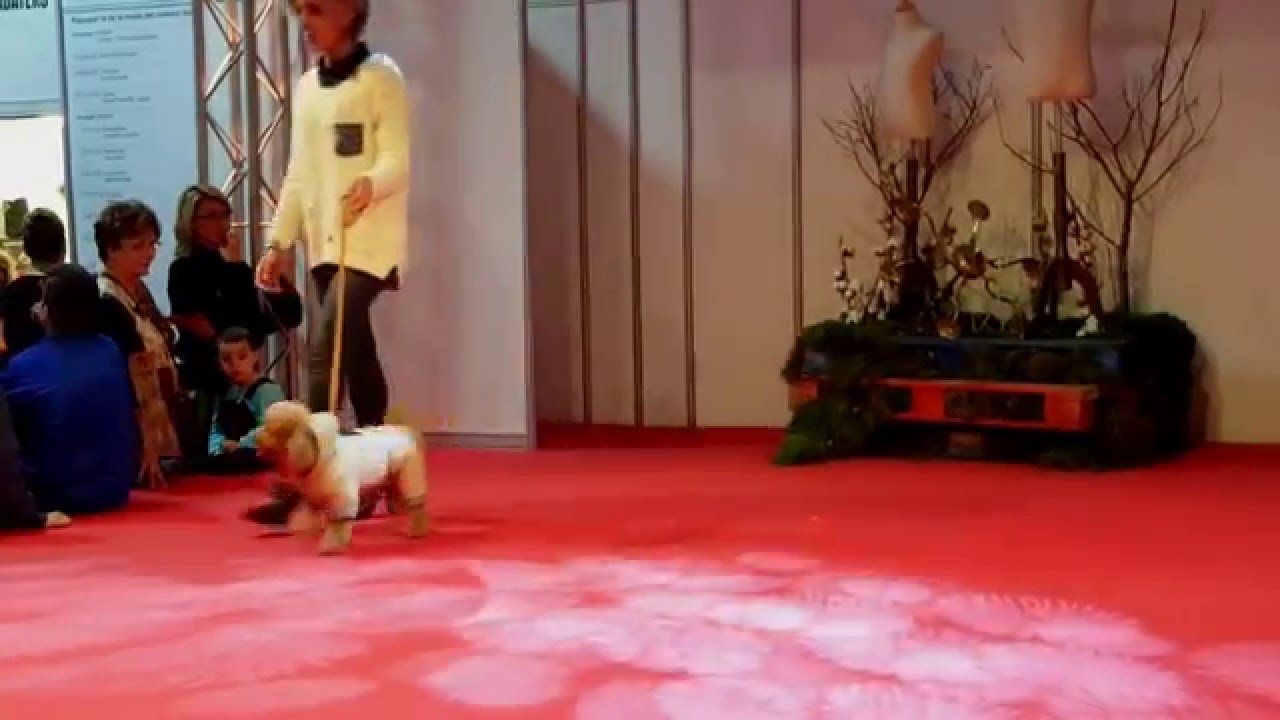 Can Xiu-Xiu , pasarela moda canina