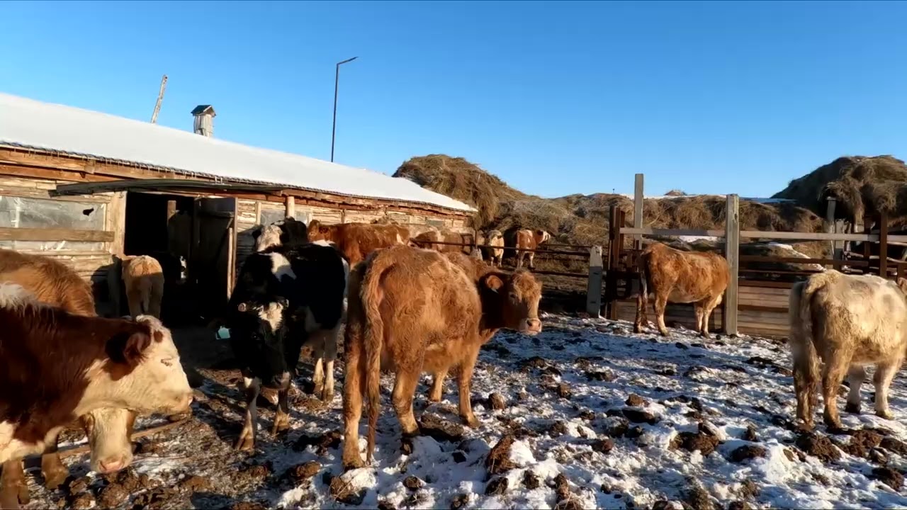 Неудачный отёл, телёнок очень крупный, быки дают большие привесы.