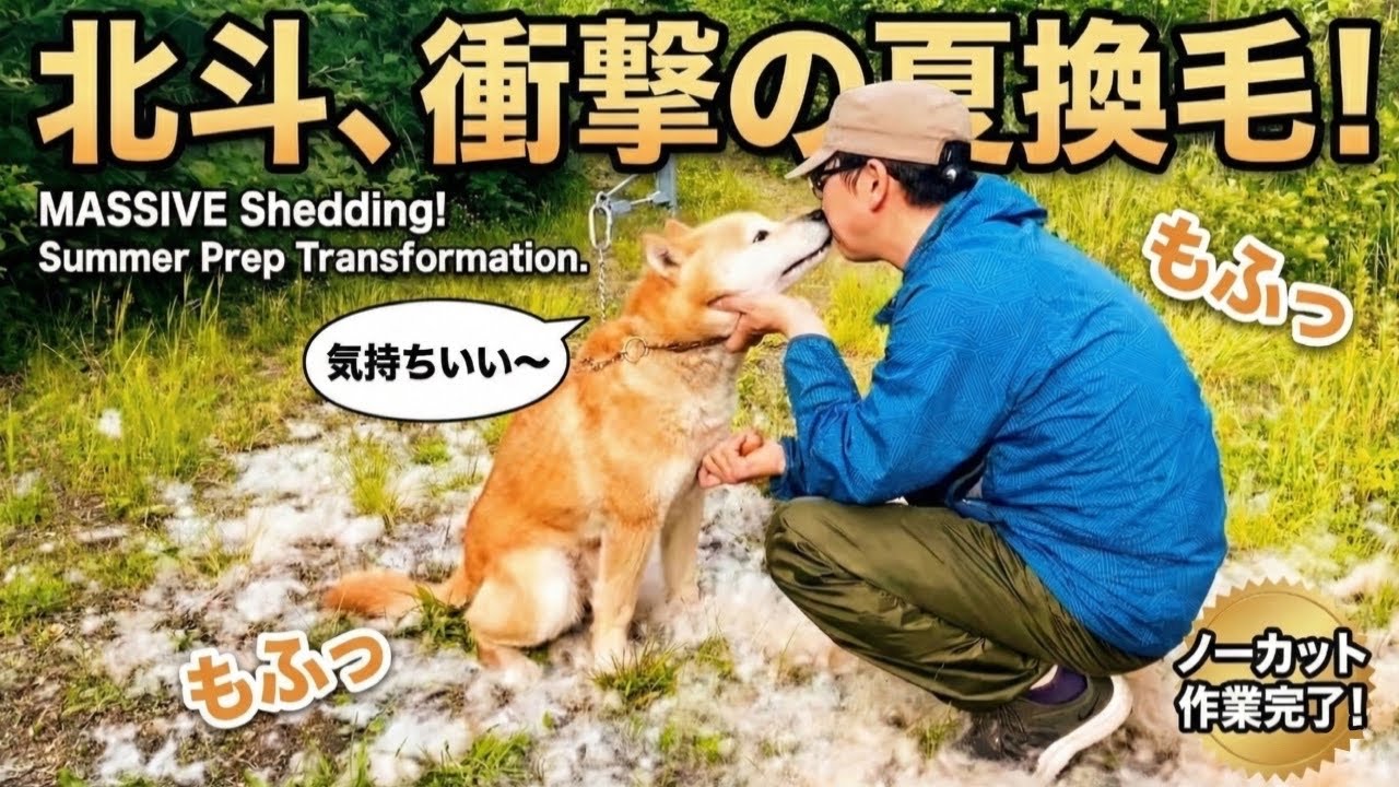 北海道犬、北斗の夏を前に換毛作業！2020。ノーカットで最初から最後まで！説明欄のリンクもHair change work before the summer of Hokkaido dogs