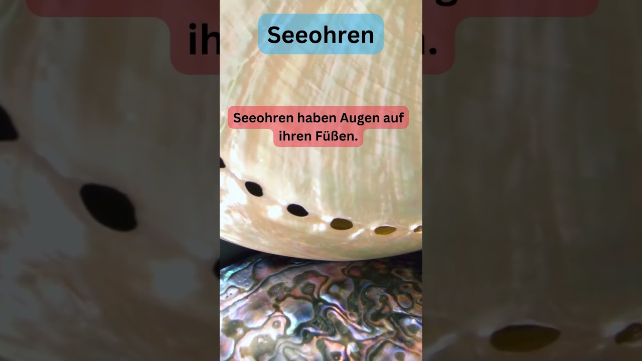 Seeohren