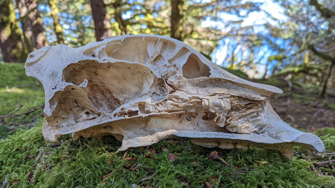 Anatomy of a Bear Skull - How to Stop a Charging Kodiak Brown Bear