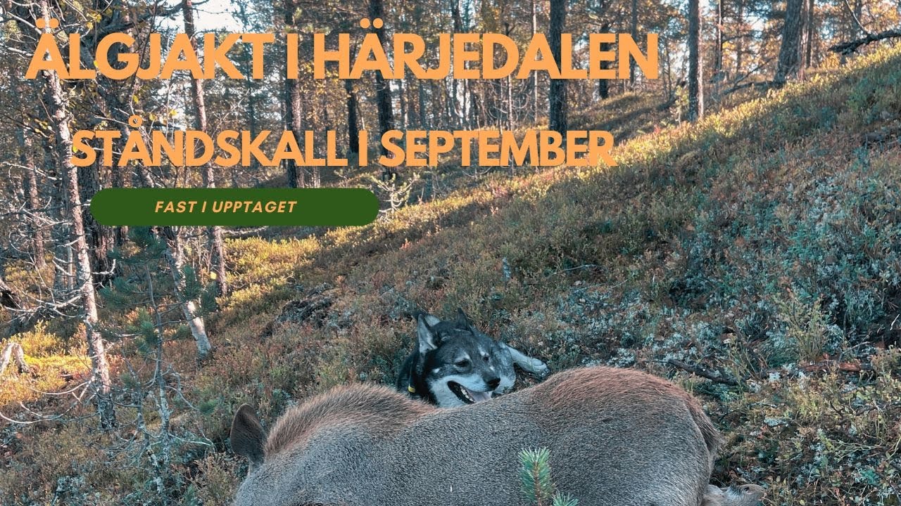 &Auml;lgjakt med J&auml;mthund i J&auml;mtland | St&aring;ndskall i September 2023