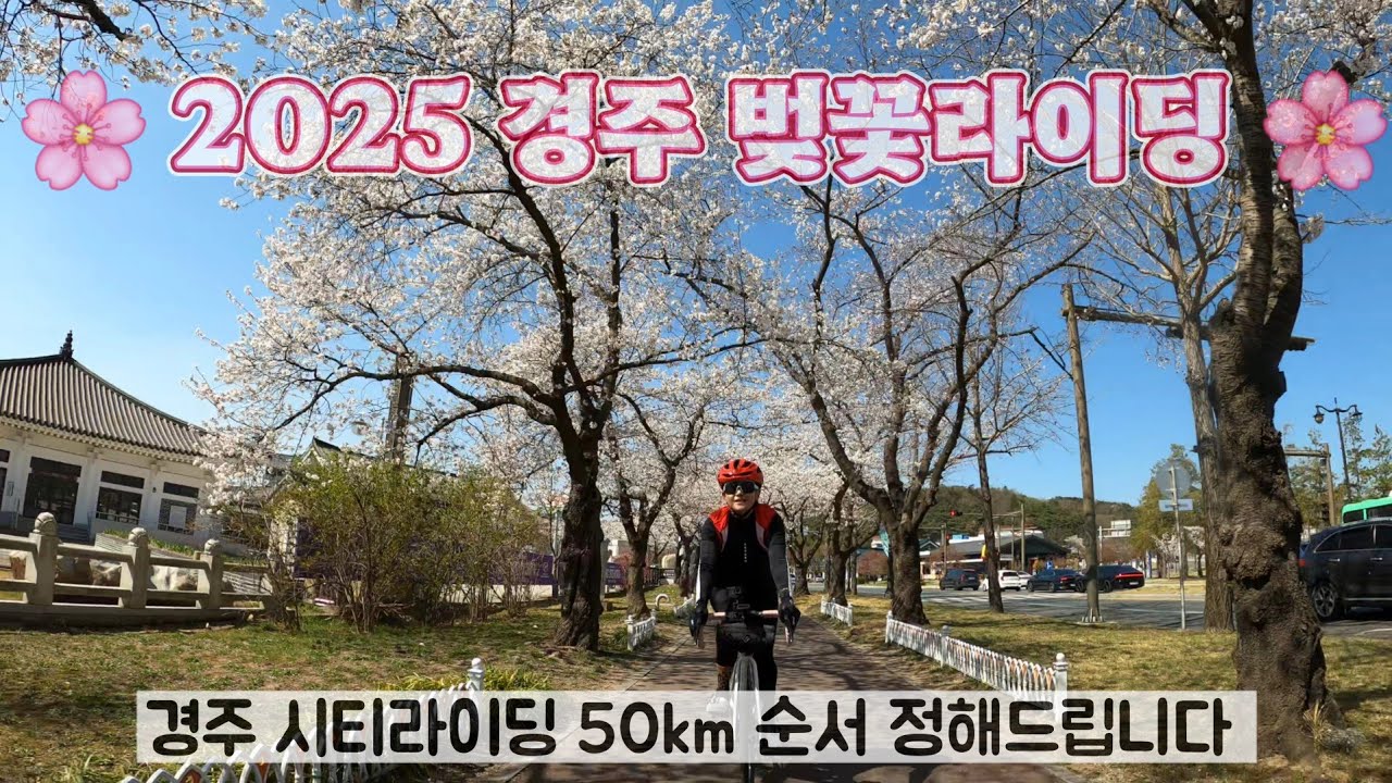 경주의 봄 - 벚꽃라이딩 🌸 경주 시티라이딩 순서 정해드립니다 25.04.01