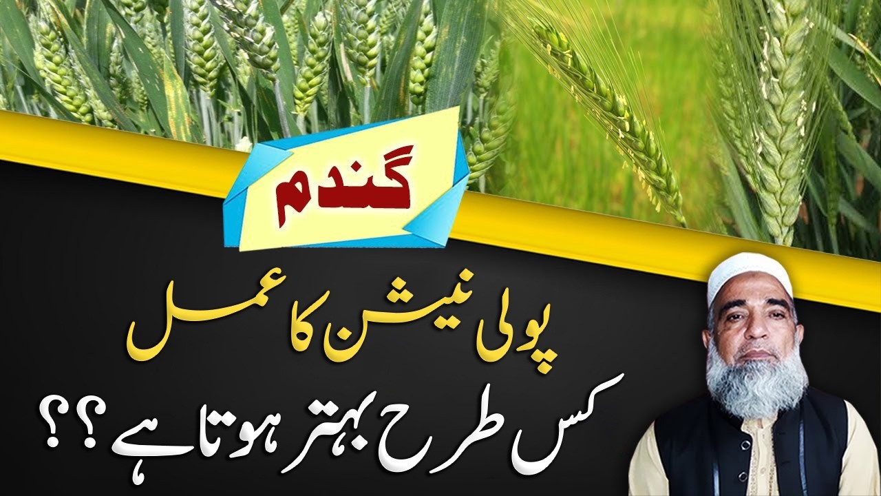 How can the process of pollination be improved in wheat crop || Crop Reformer