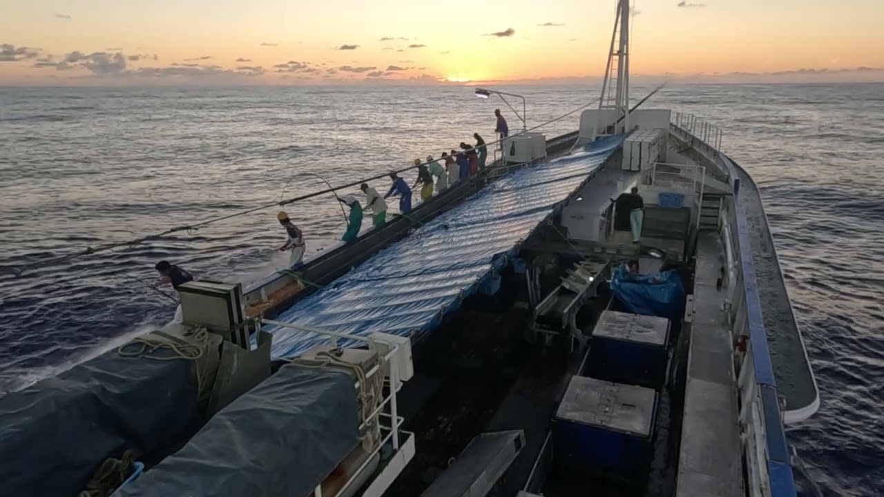 遠洋カツオ一本釣り