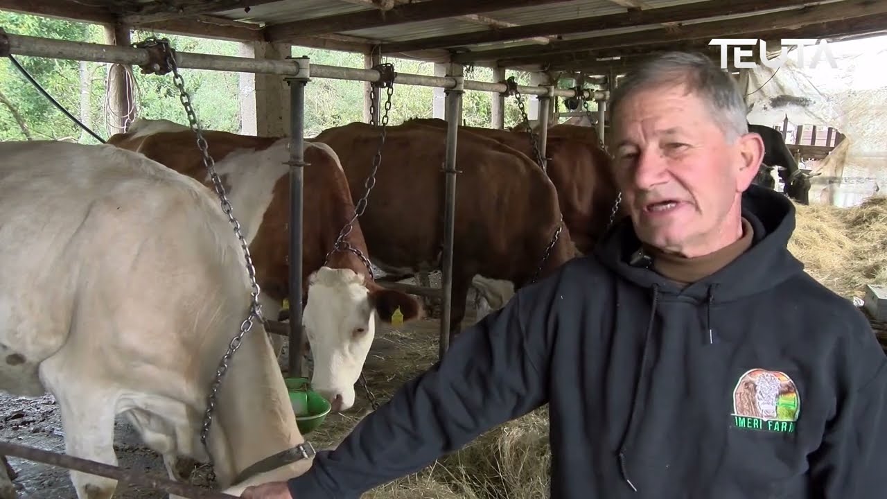 Thesarët e traditës tonë – Ferma e Shasit, bujqësia dhe blegtoria pranë malit