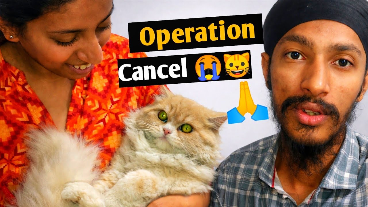 Hospital Le Gaye The Cat Ko 😱 Good News Mil Gayi ❤️