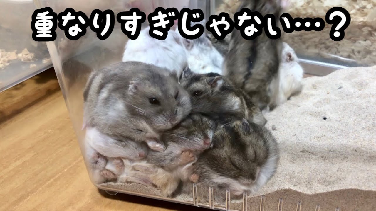 【ジャンガリアン】ハムスターの山盛り