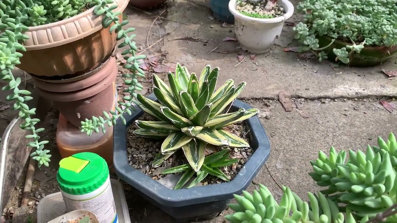 MY AGAVE VICTORIA REGINAE COLLECTION (QUEEN VICTORIA'S AGAVE)//Nicopou69